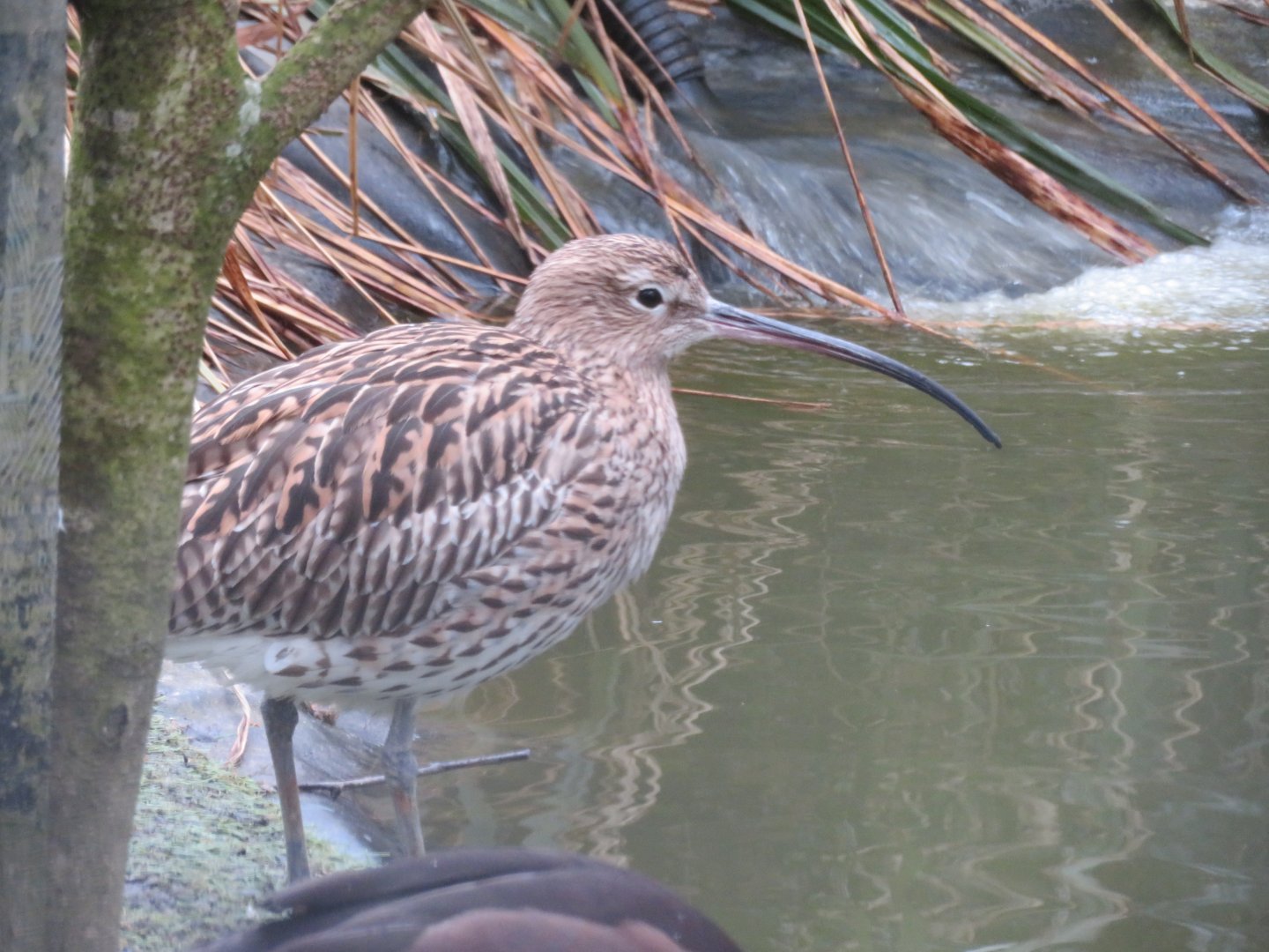 Curlew