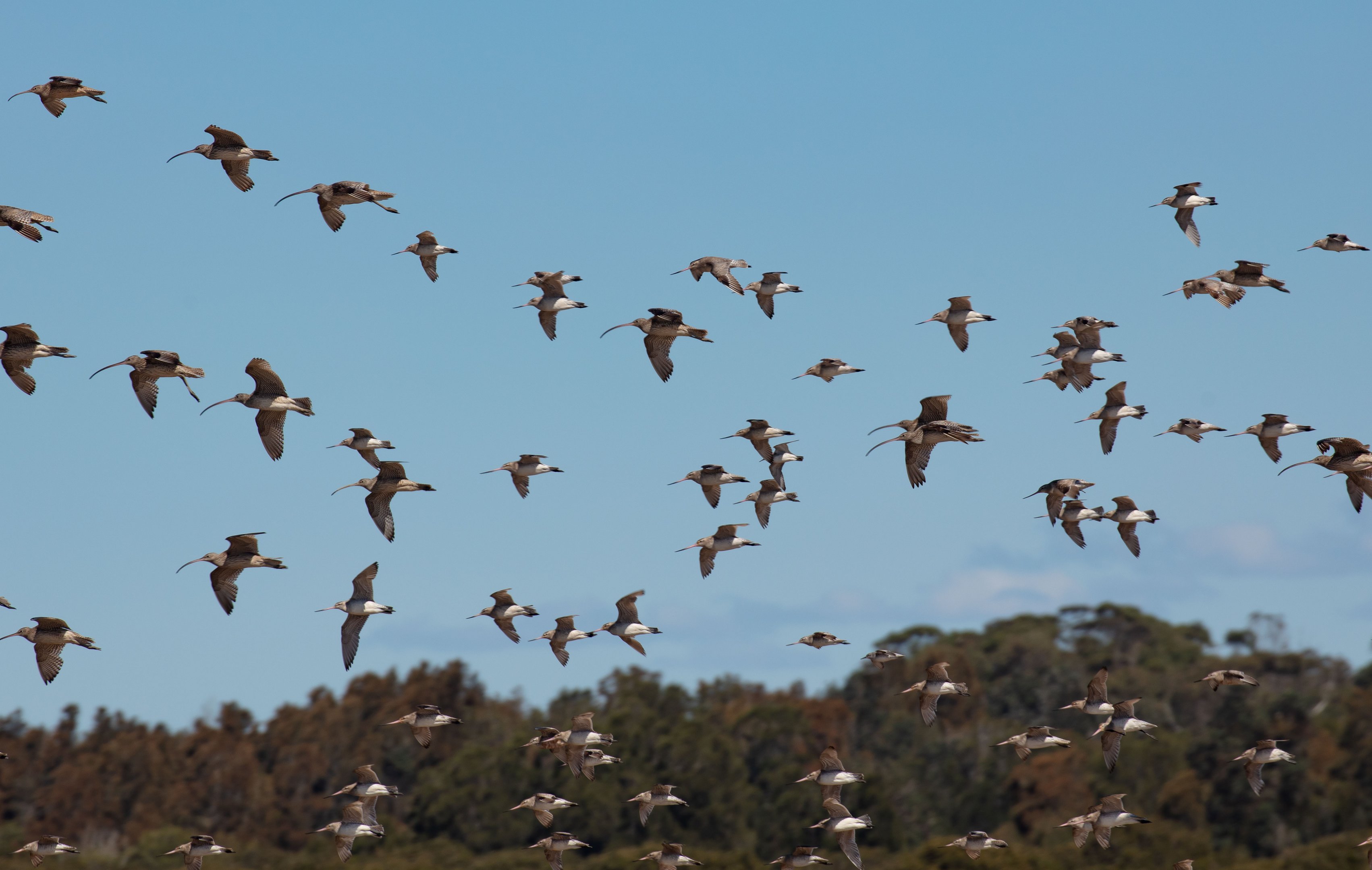 Curlews and Godwits