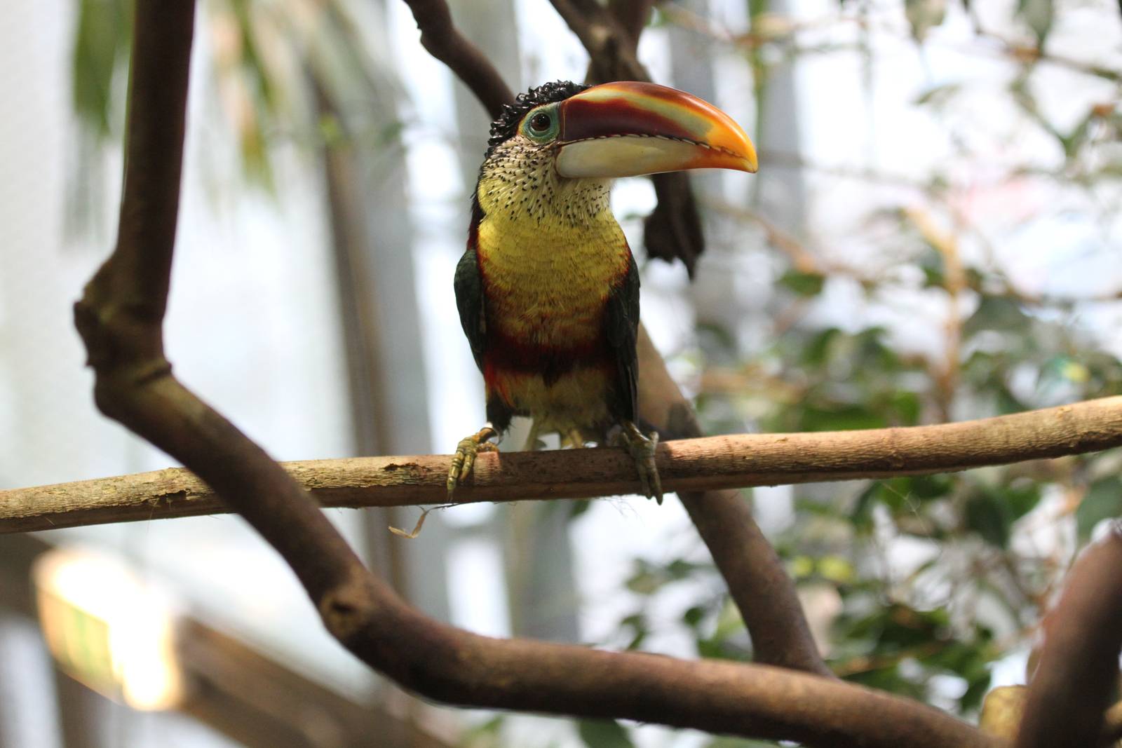 Curly-crested Aracari