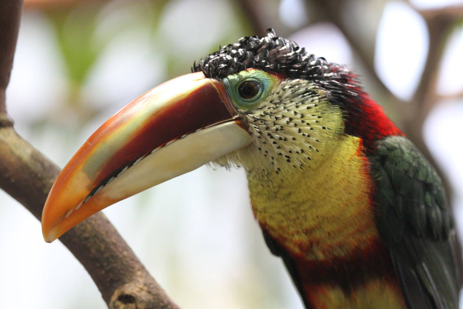 Curly-crested Aracari