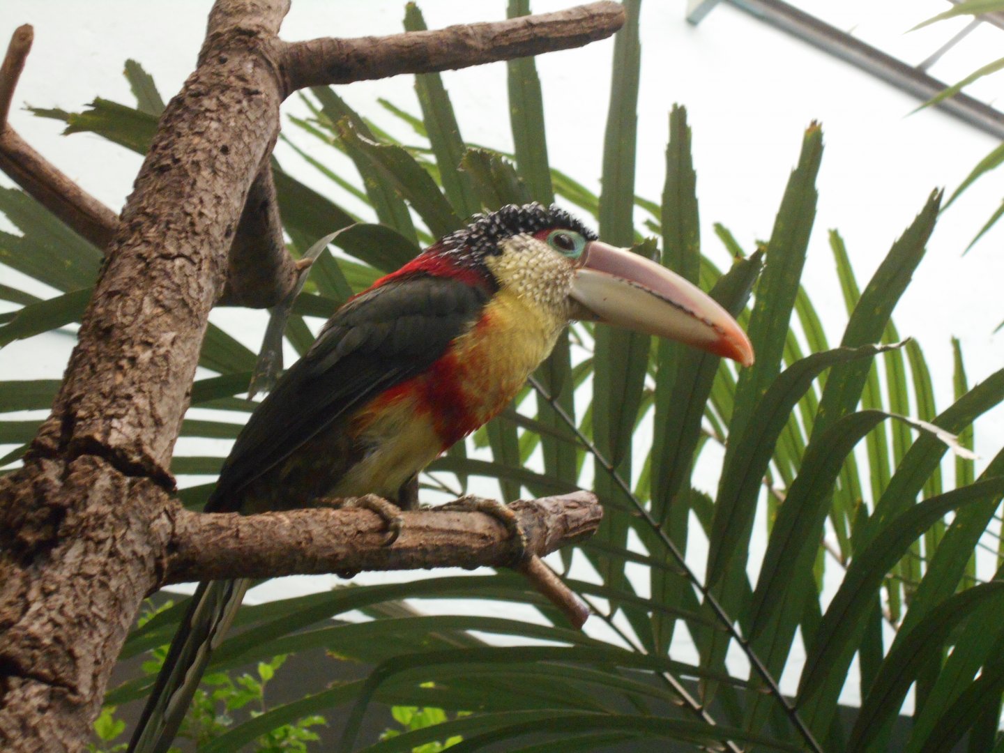 Curly-crested Aracari