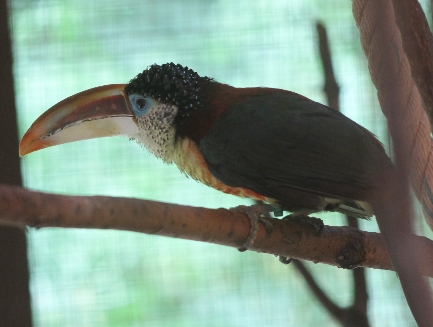 Curly-crested aracari