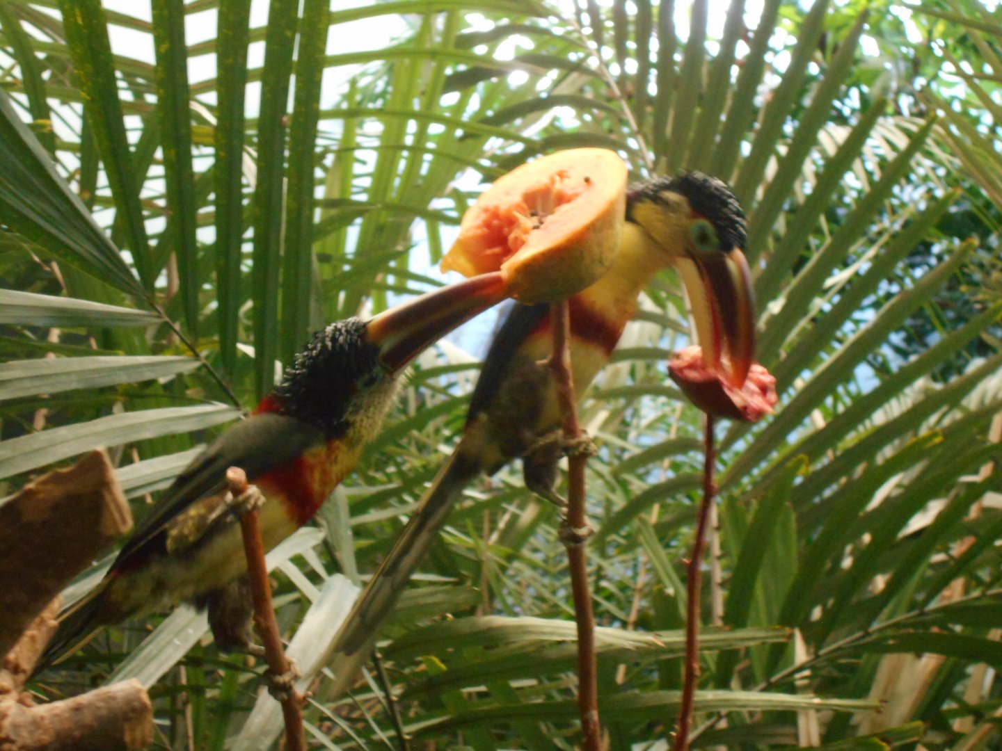 Curly crested aracaris