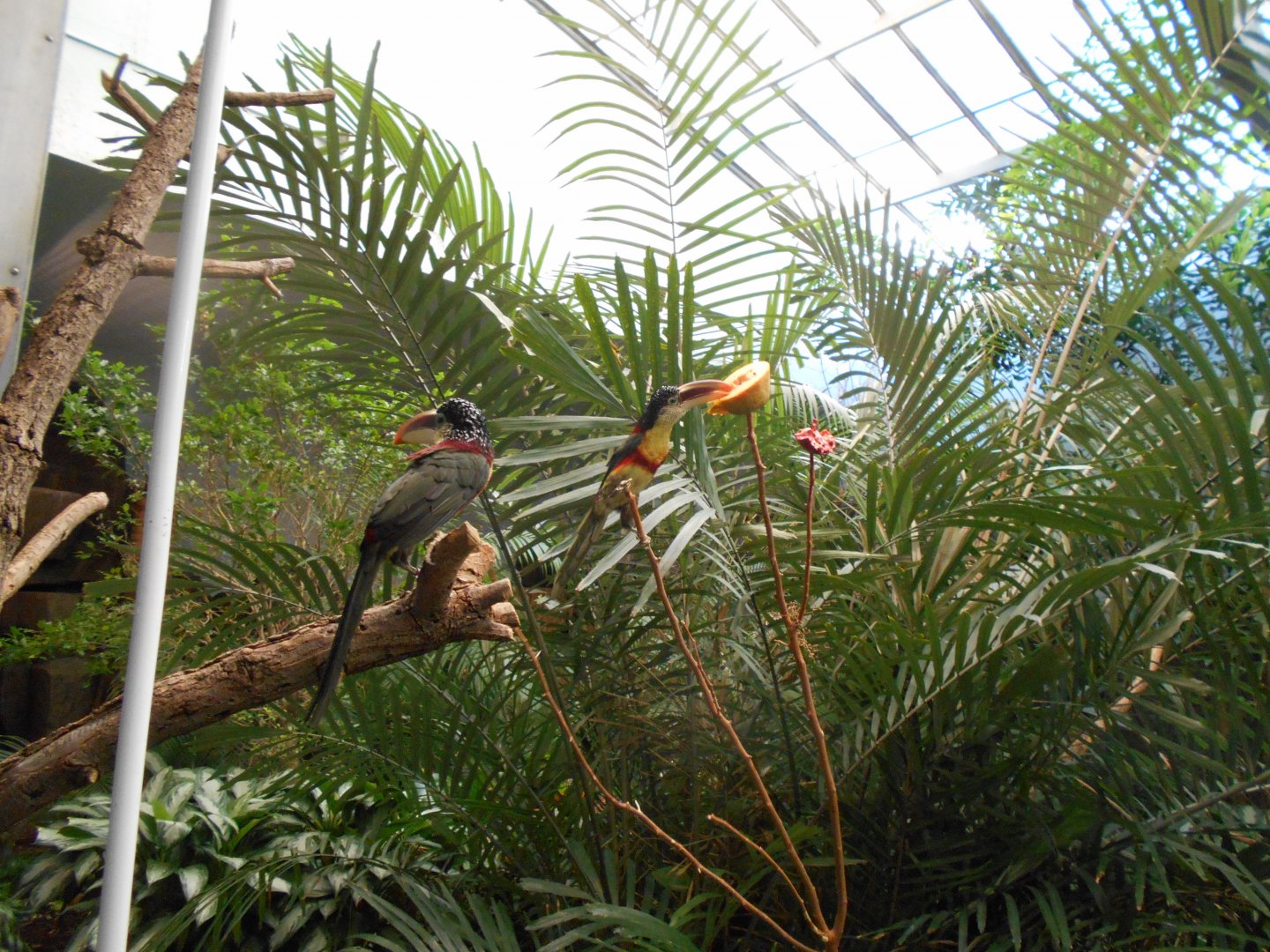 Curly-crested Aracaris