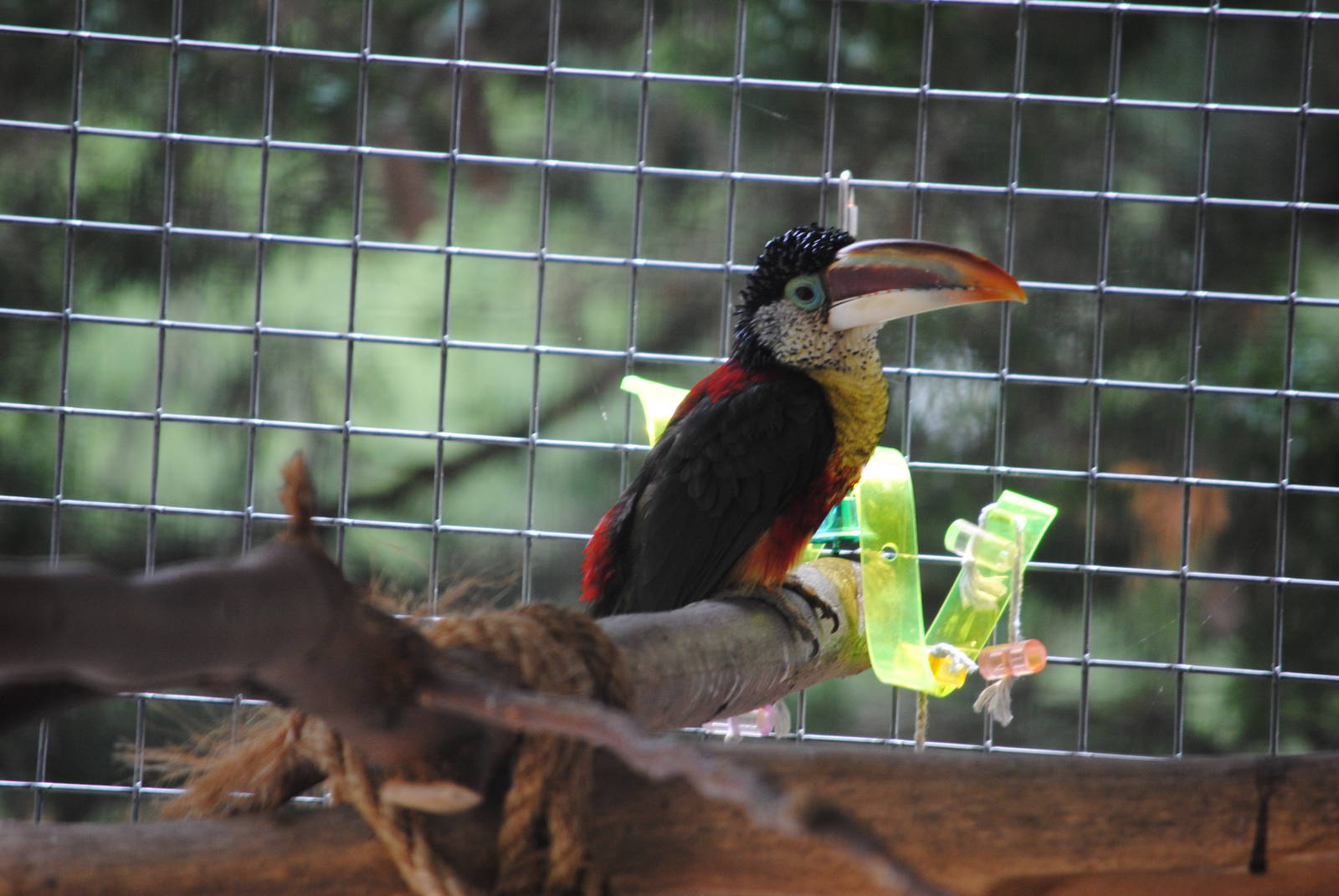 Curly-crested Toucanet