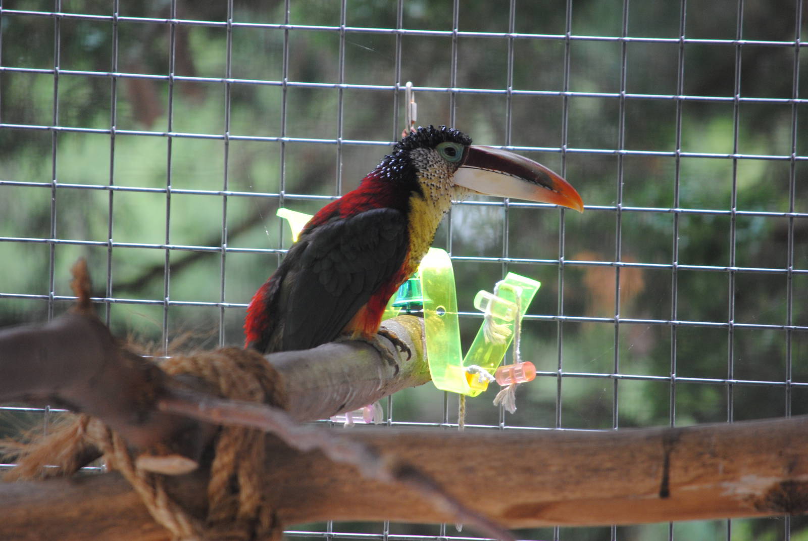 Curly-crested Toucanet