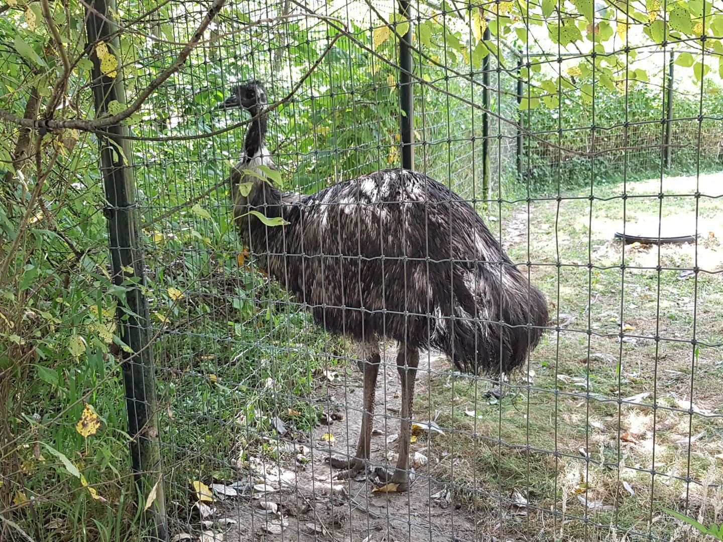 Curly - Emu
