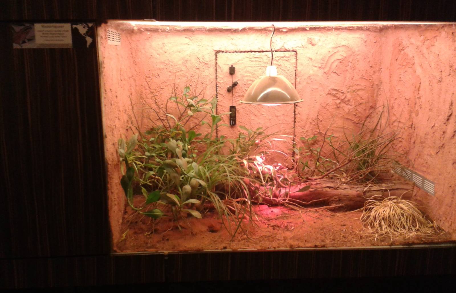Curly-tailed lizard enclosure
