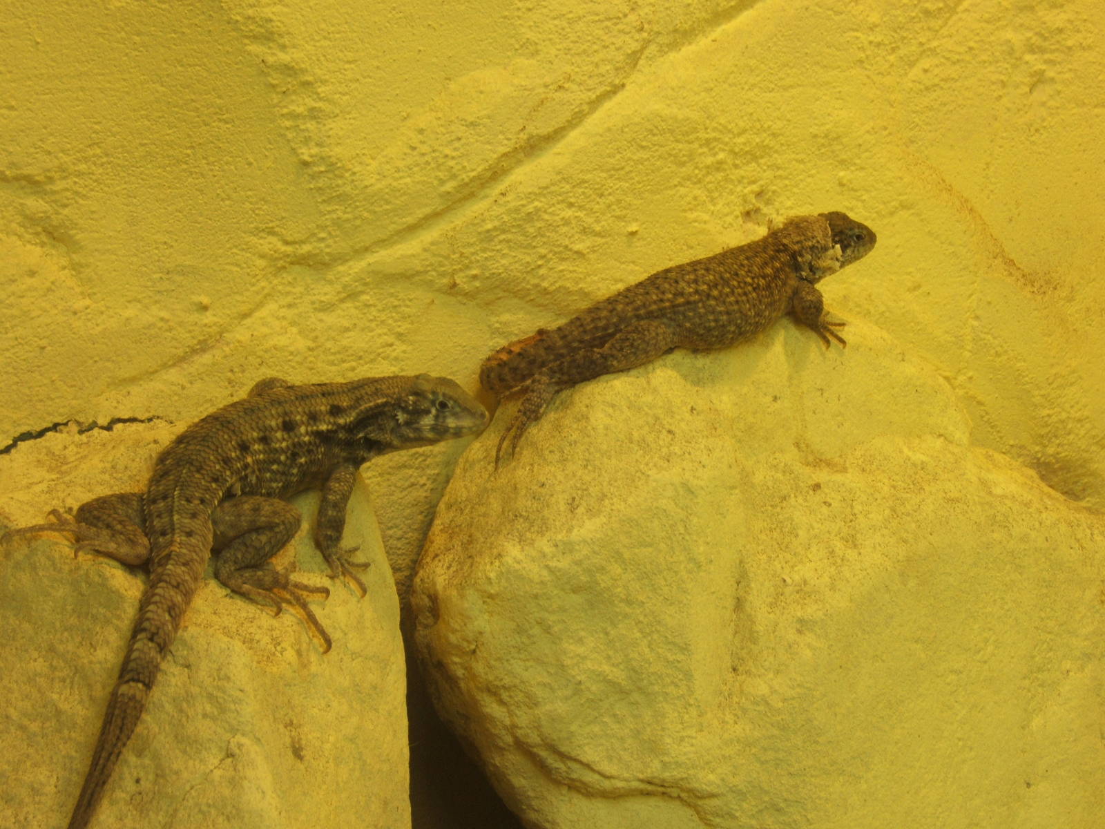 Curly-tailed Lizard (Leiocephalus carinatus)