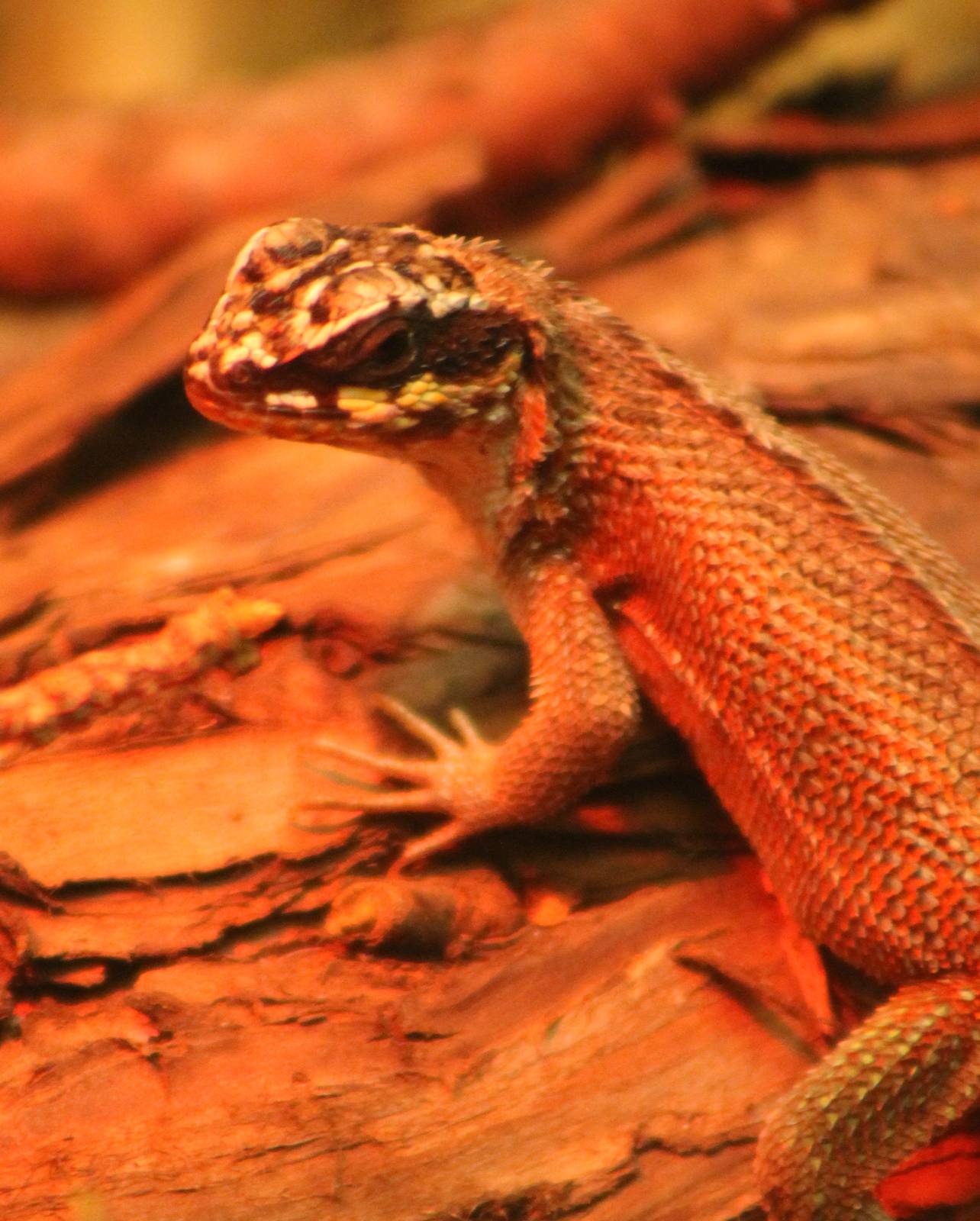 Curly-tailed lizard
