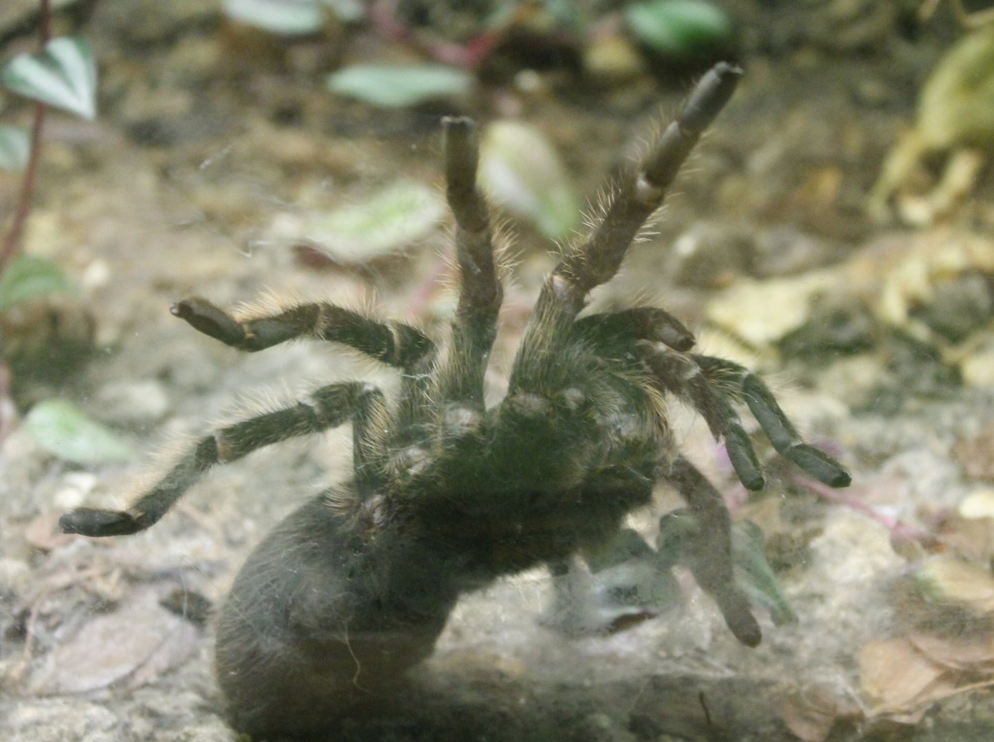 Curlyhair tarantula - Brachypelma albopilosum