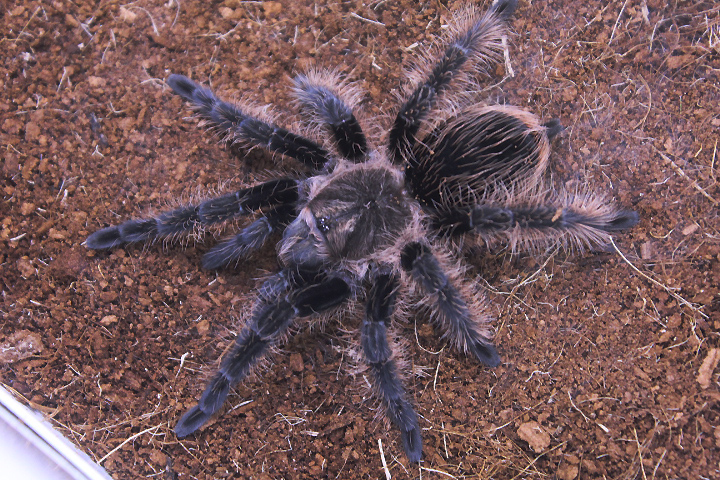 Curlyhair tarantula (Tliltocatl albopilosus)