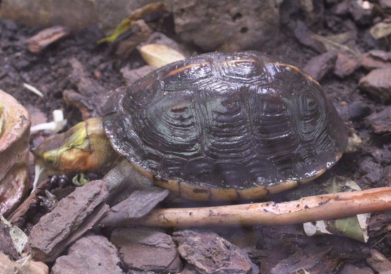 Curoa flavomarginata