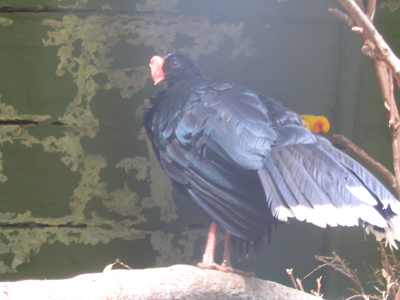 Currasow@taronga
