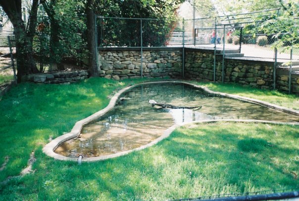 Current Alligator Exhibit