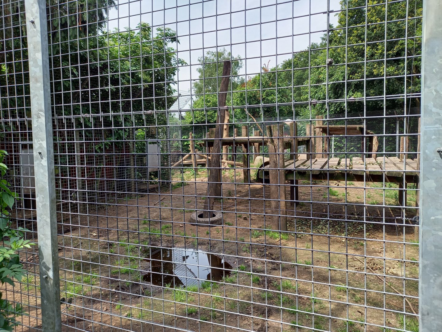 Current American black bear enclosure