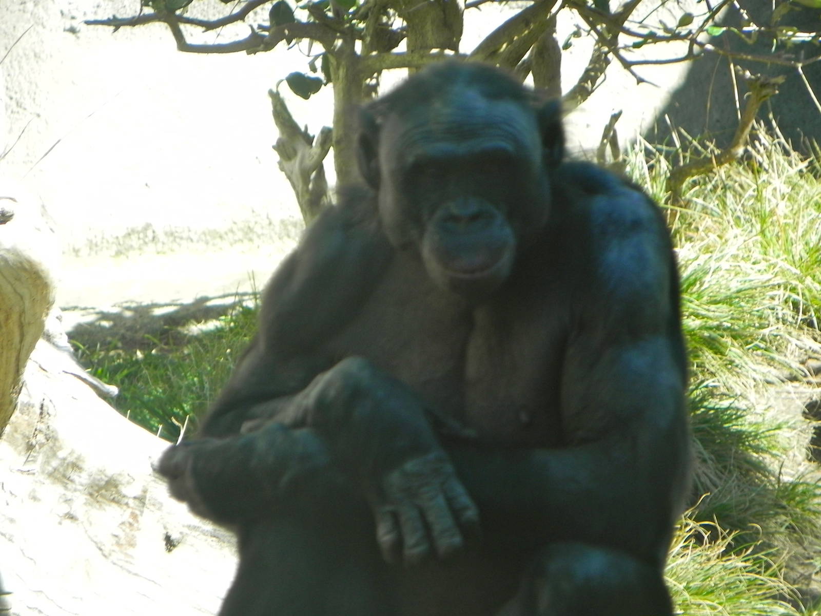 Current Bonobo Troop at the San Diego Zoo 2011