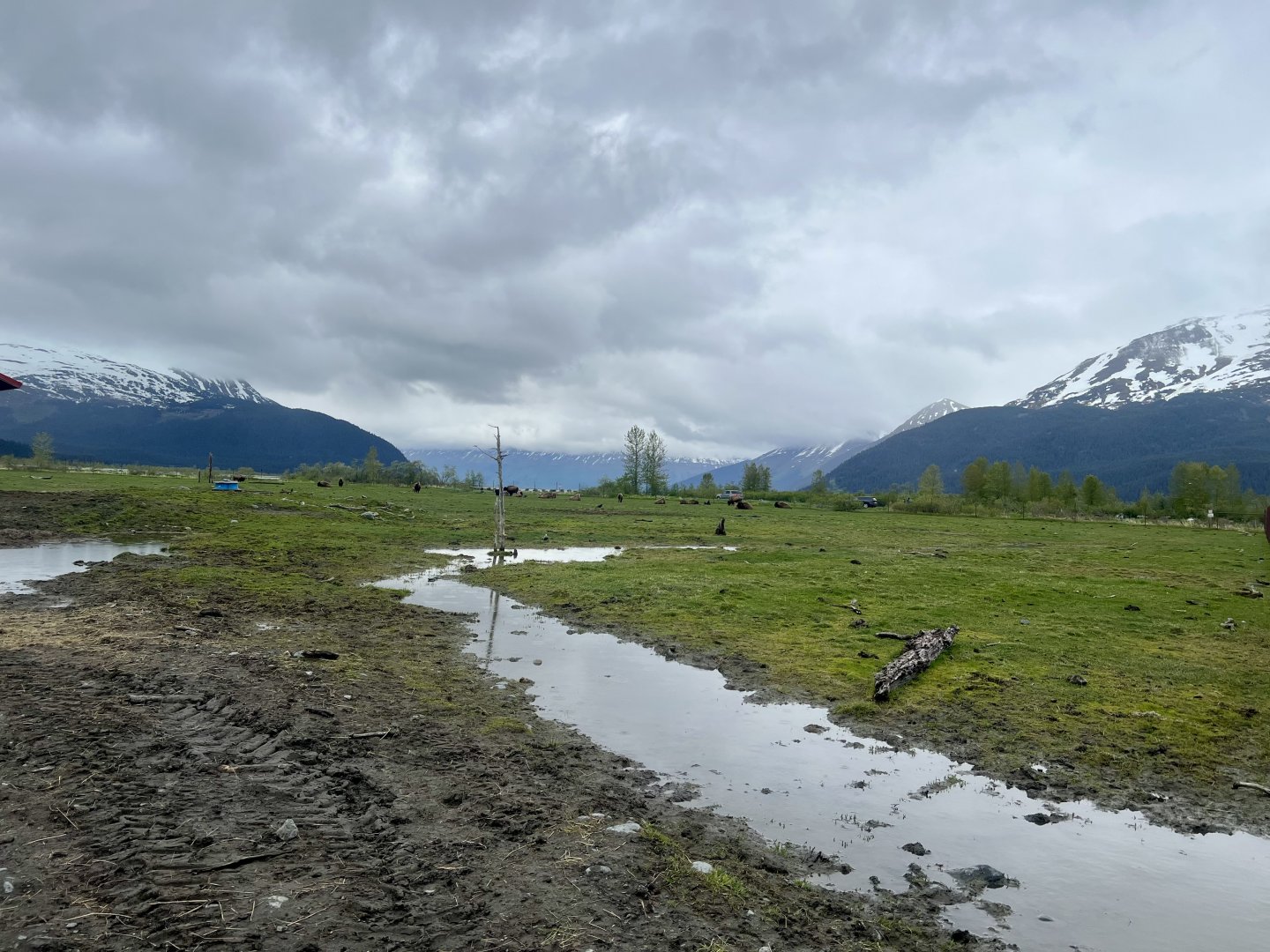 Current breeding herd Wood Bison Pasture