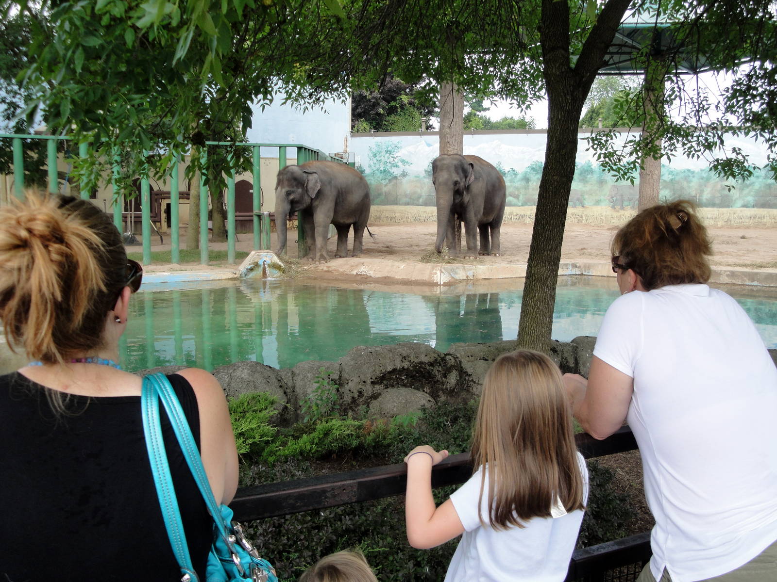 Current Elephant Exhibit