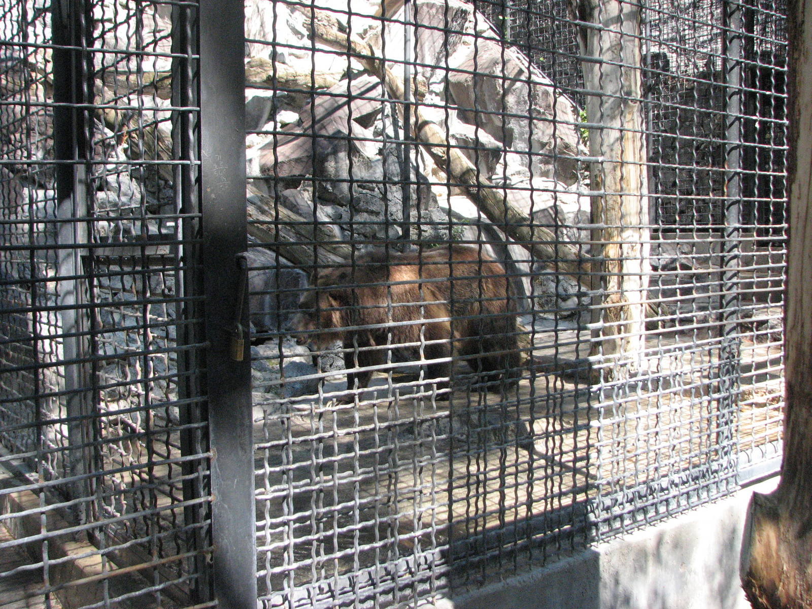 Current Grizzly Exhibit