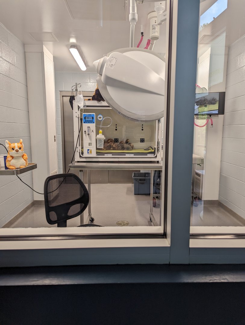 Current holding space for Red Panda Cub "Ravi"