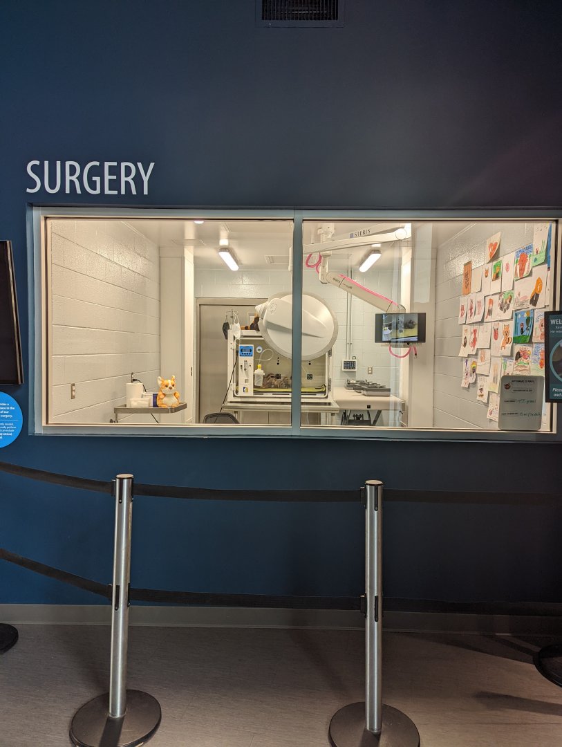 Current holding space for Red Panda Cub "Ravi"