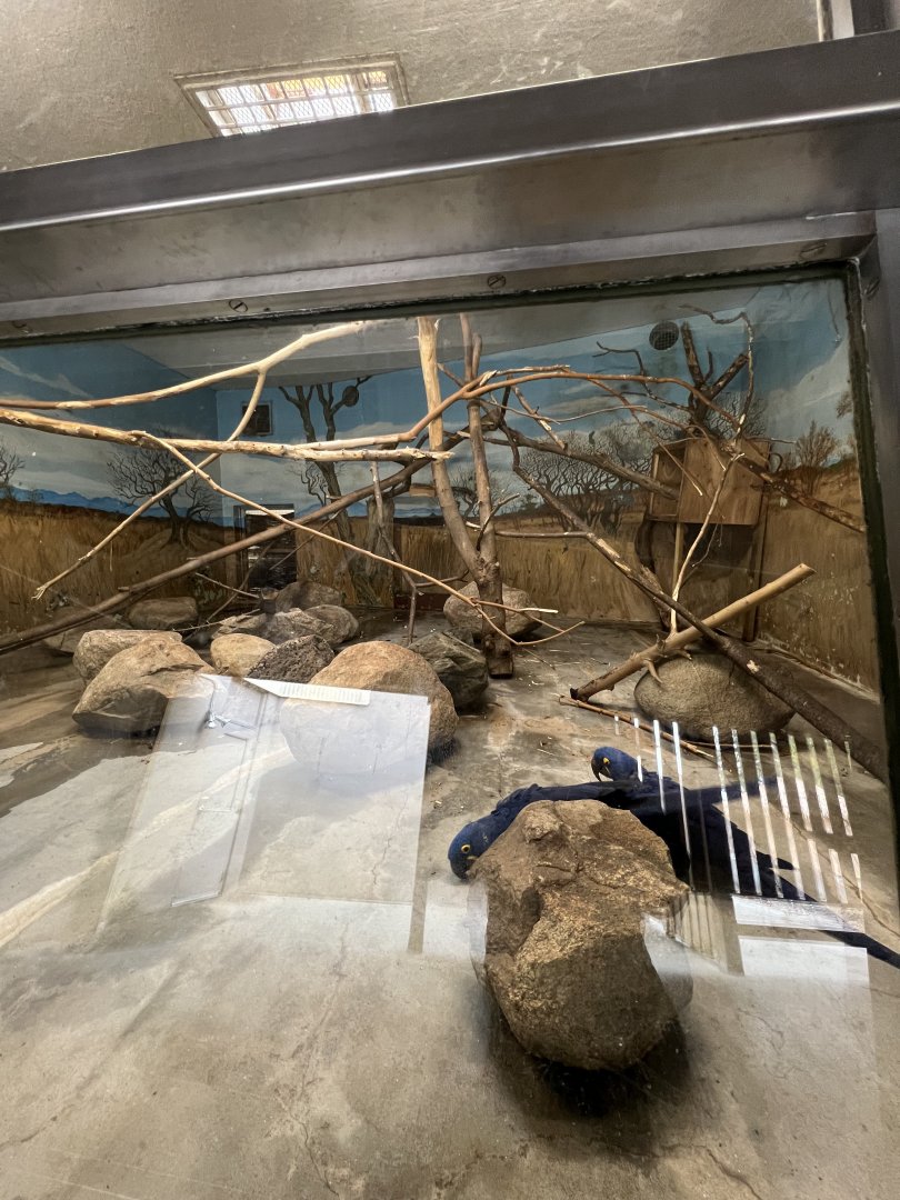 (Current) Hyacinth Macaw Exhibit