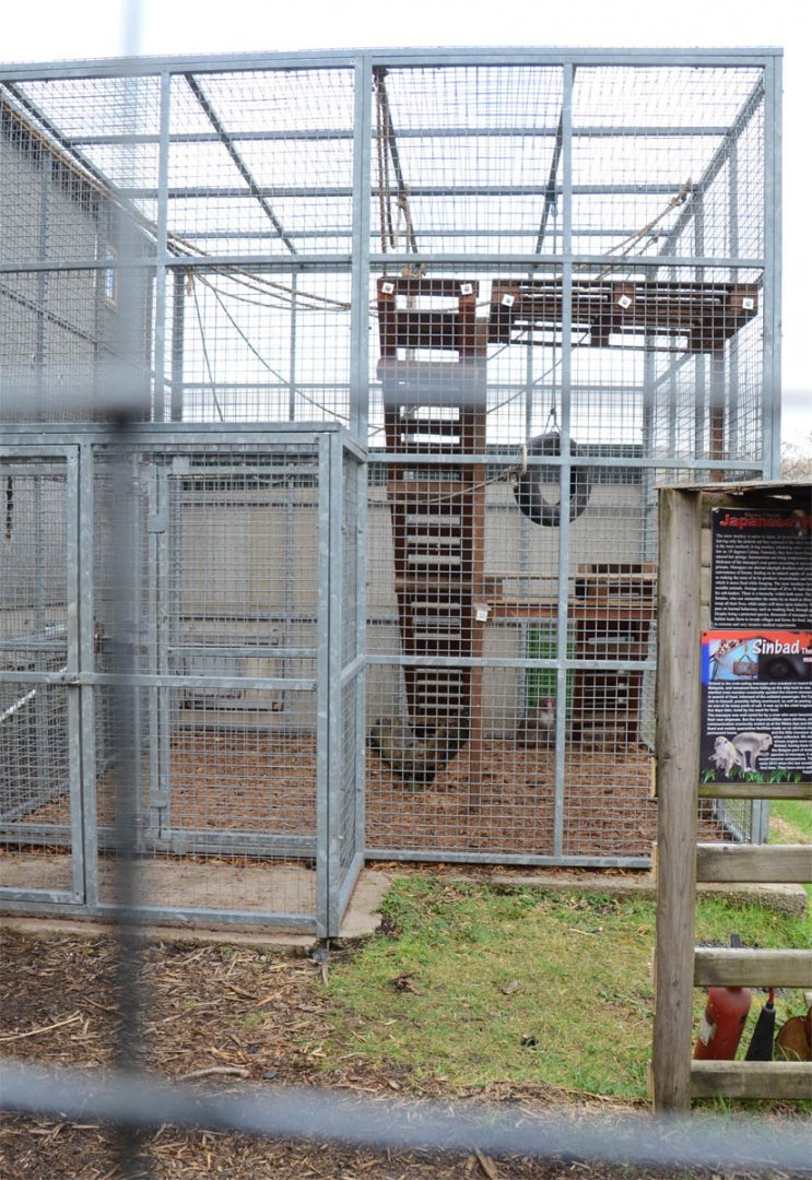 Current Japanese macaques home