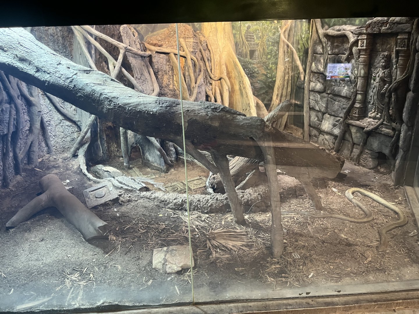 Current King Cobra Exhibit