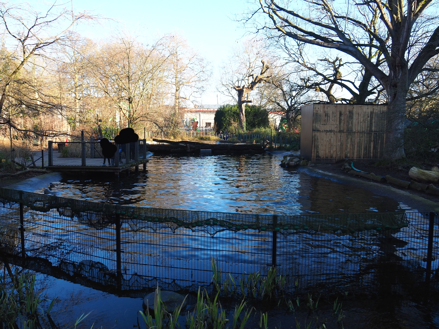 Current main Eastern Atlantic harbor seal exhibit (Formerly the Dalmatian pelican pond), 2019-12-30