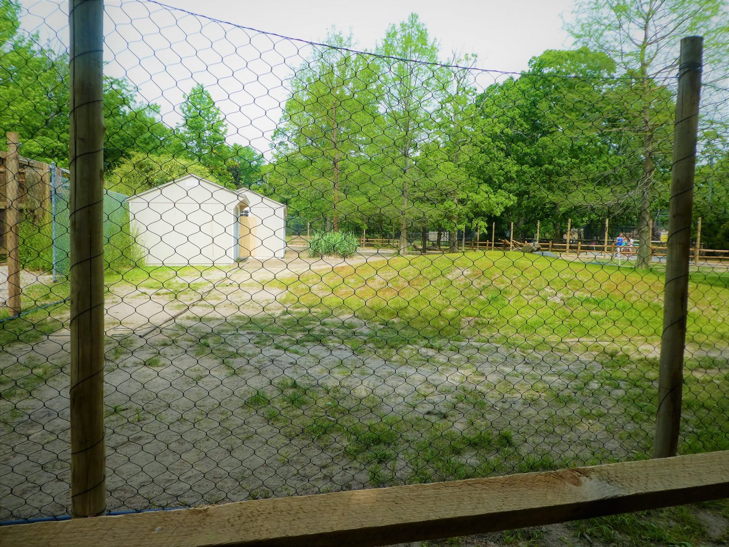 Current Progress on Future Red Kangaroo/Emu Exhibit