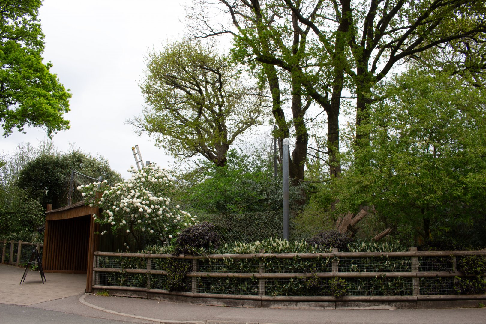 Current progress on Red Panda Exhibit