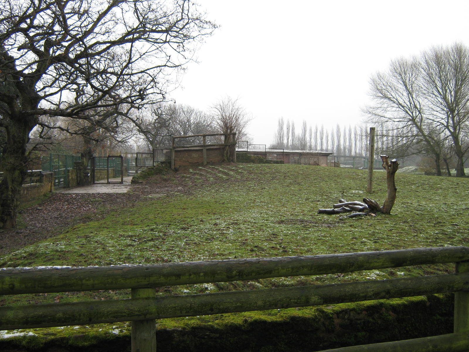 Current Przewalski's Horse exibit