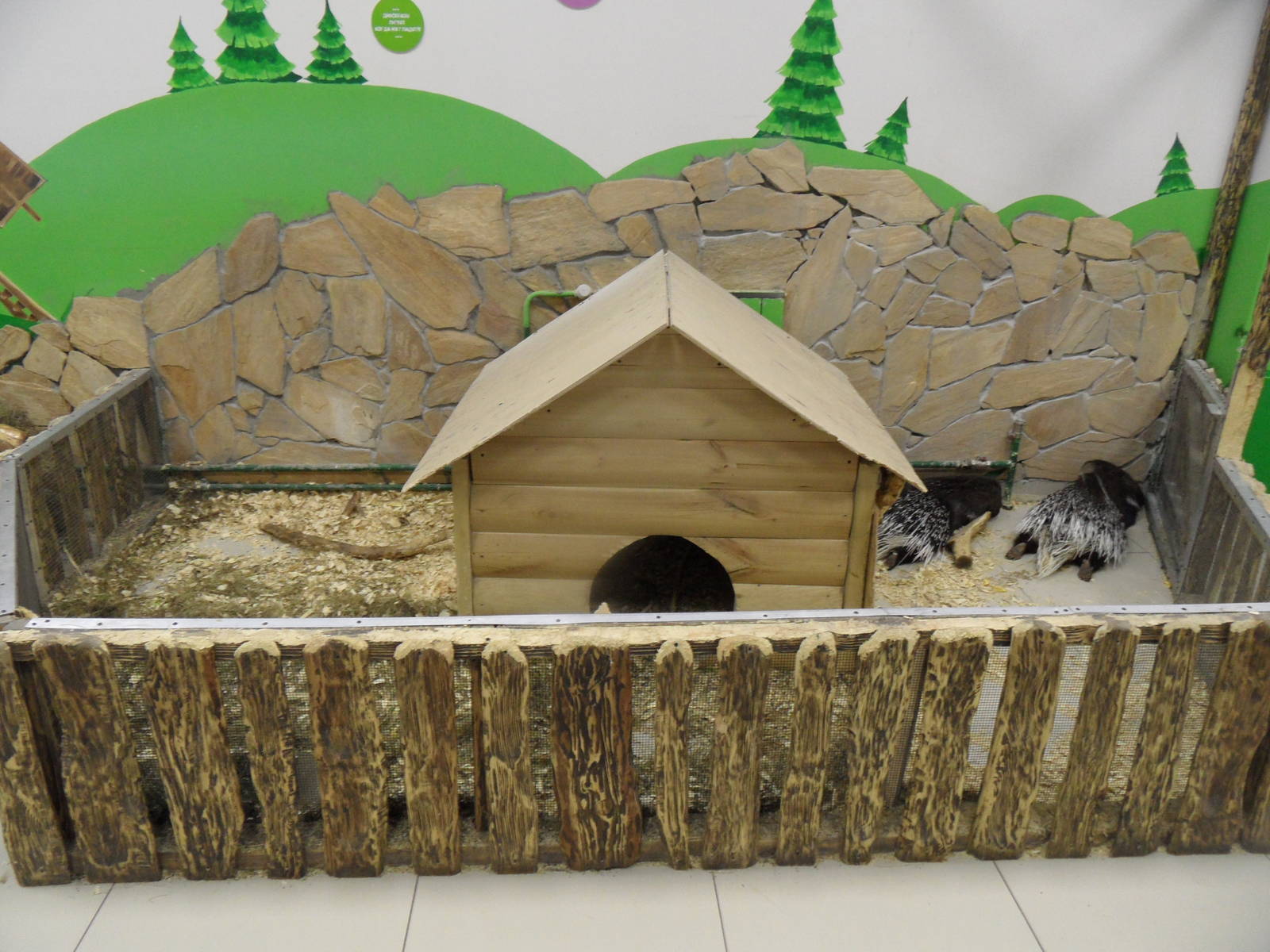 Current state of porcupine exhibit