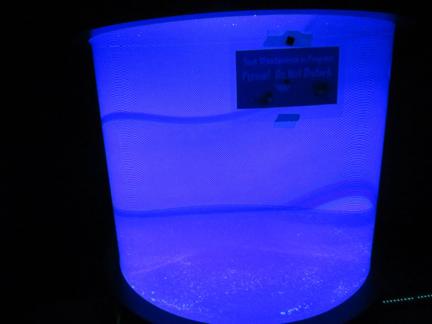 Current Status of Flashlight Fish Exhibit