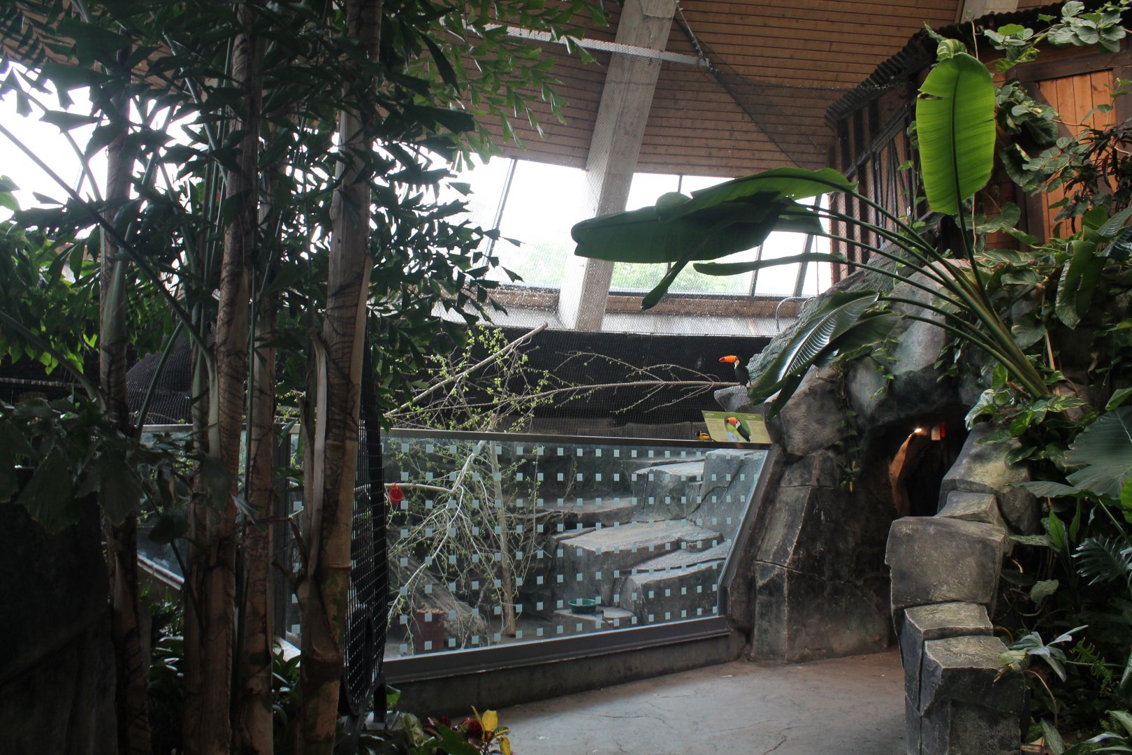 Current Toco Toucan Exhibit