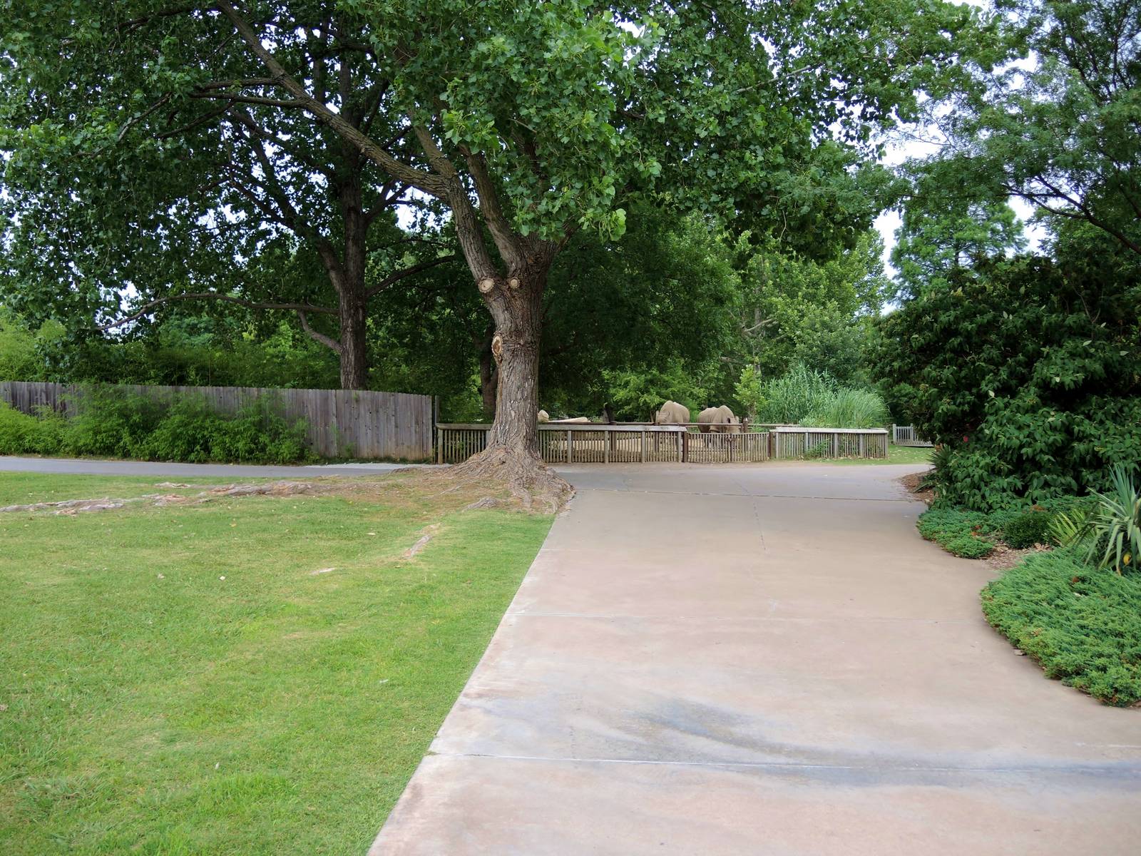Current White rhino (Ceratotherium simum) exhibit