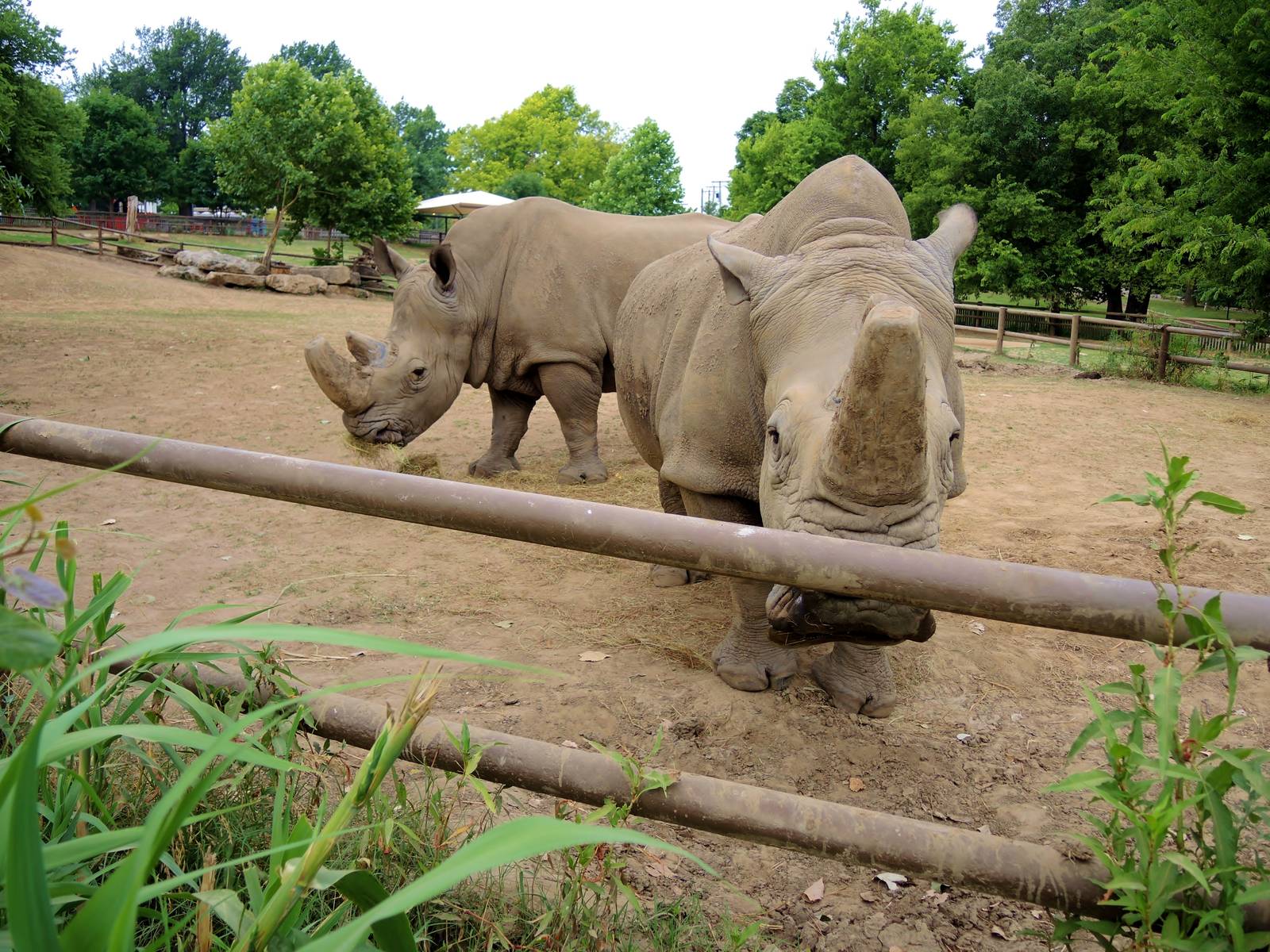 Current White rhino (Ceratotherium simum) exhibit