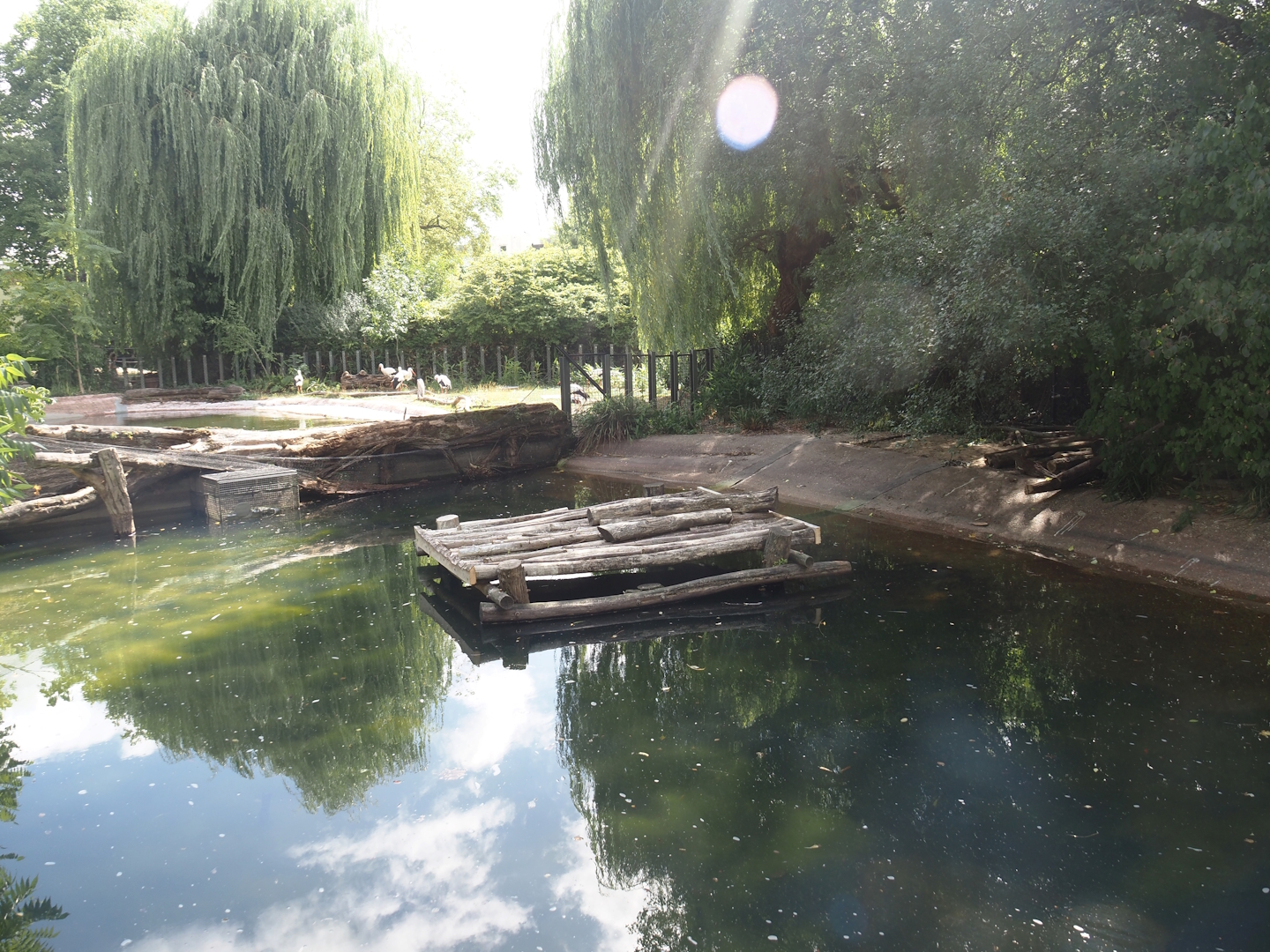 Currently empty pelican pond, soon to be Dalmatian pelican and European white stork exhibit, 2025-07-21