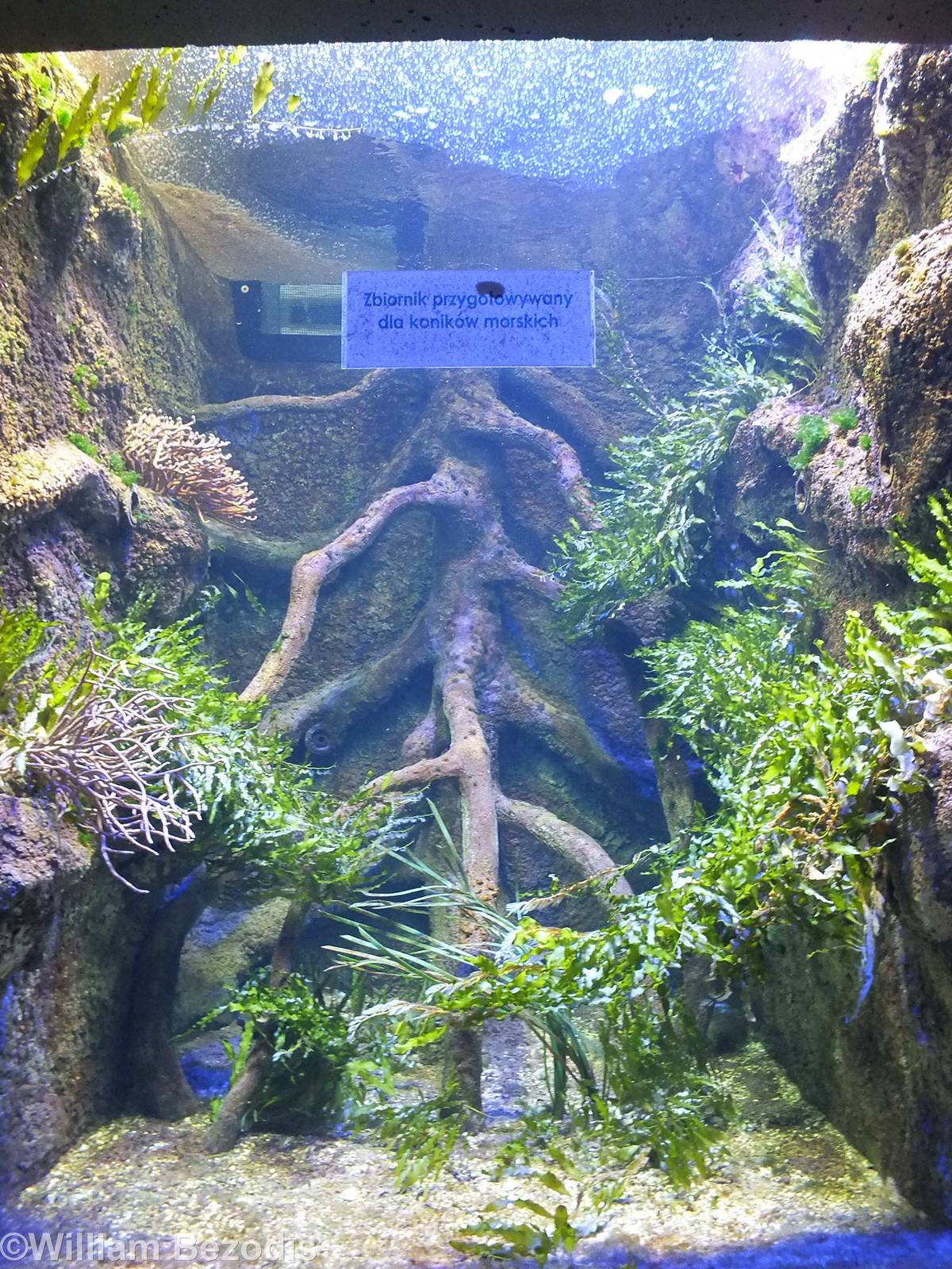 Currently Empty Saltwater Tank to have Seahorses in the Newly Renovated Aqu