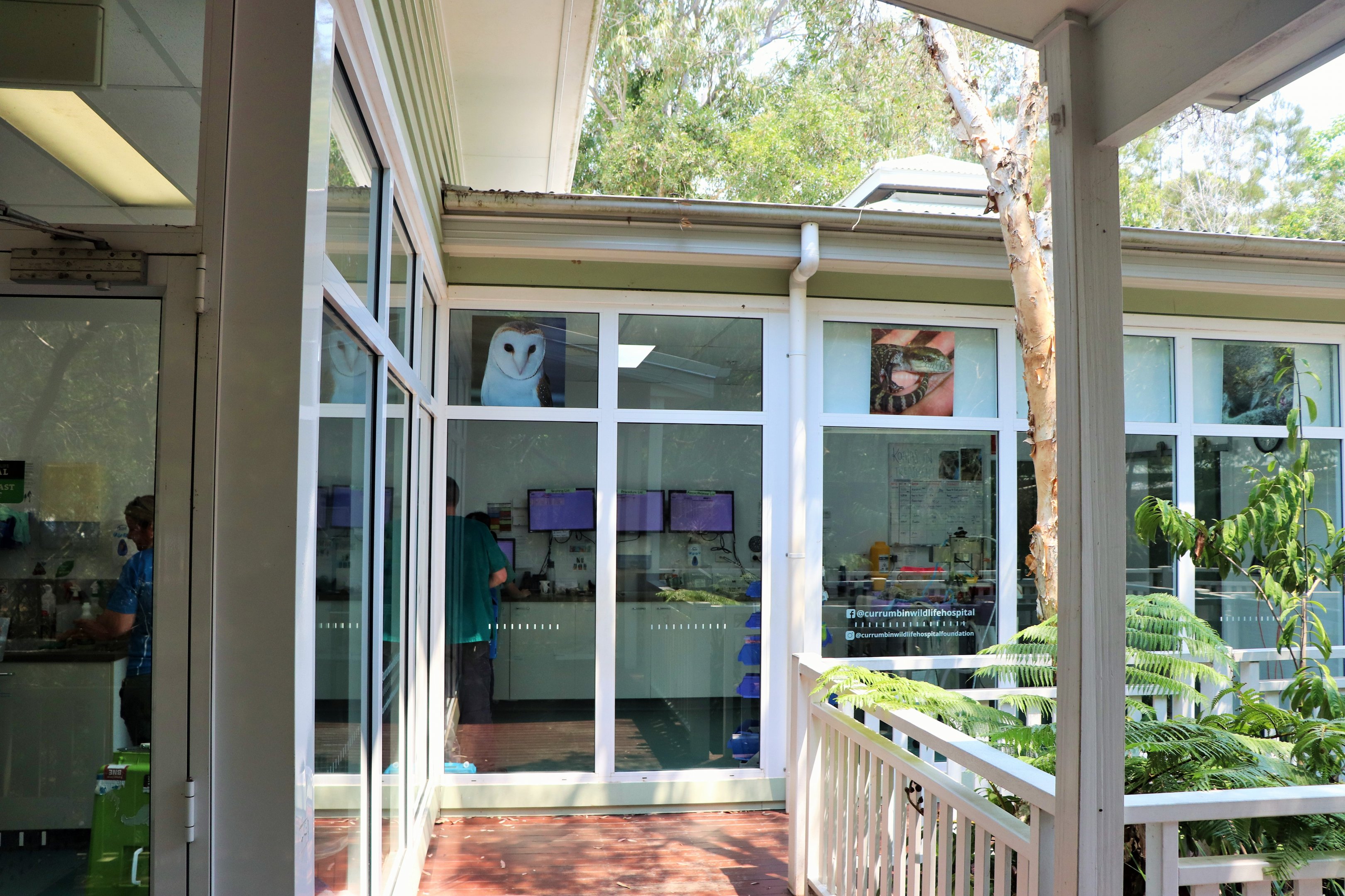 Currumbin Wildlife Hospital Viewing Windows