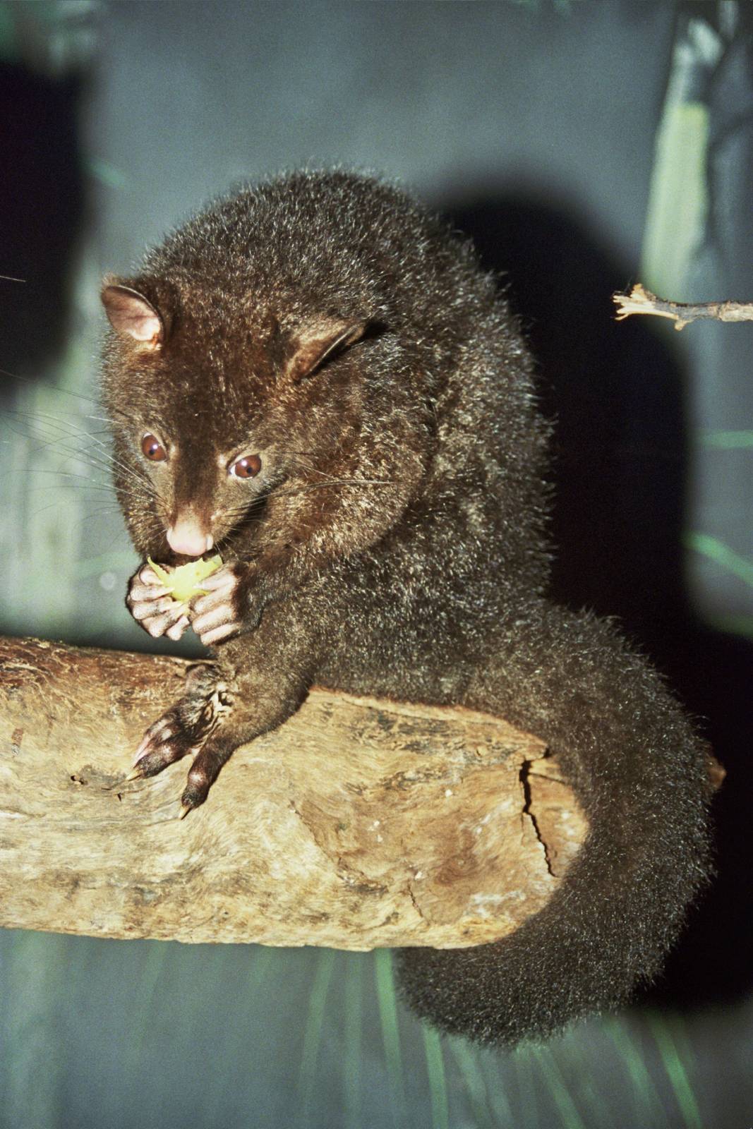 Currumbin Wildlife Sanctuary 2007 species ID