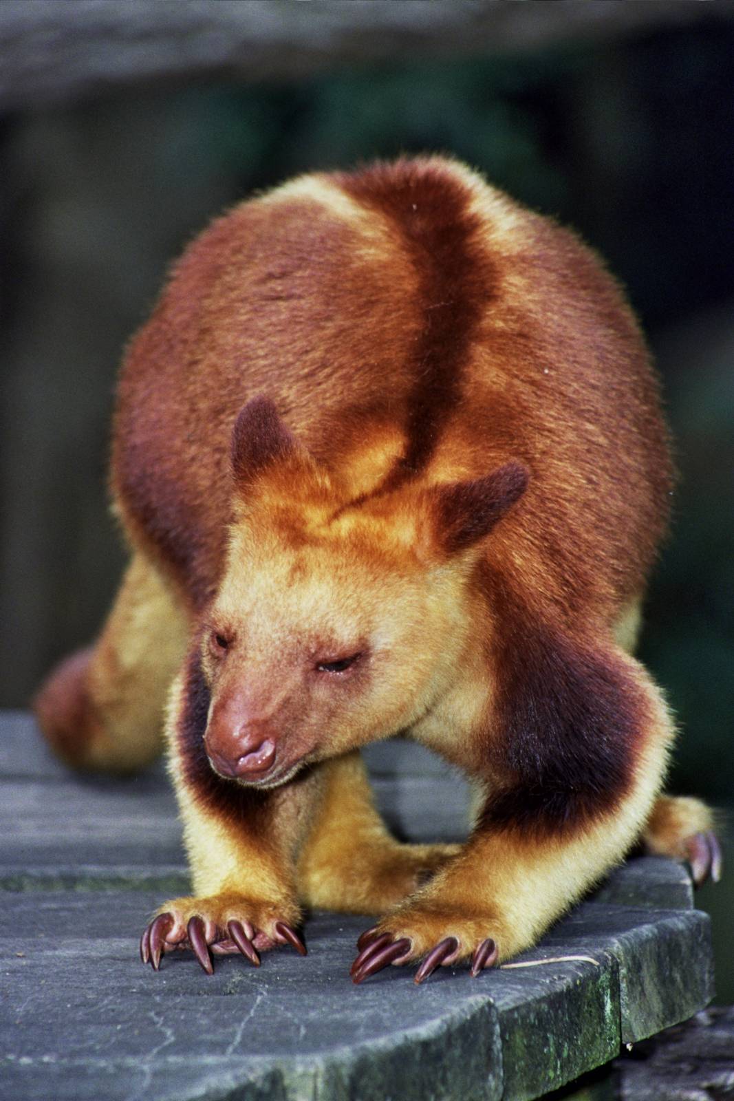 Currumbin Wildlife Sanctuary 2007