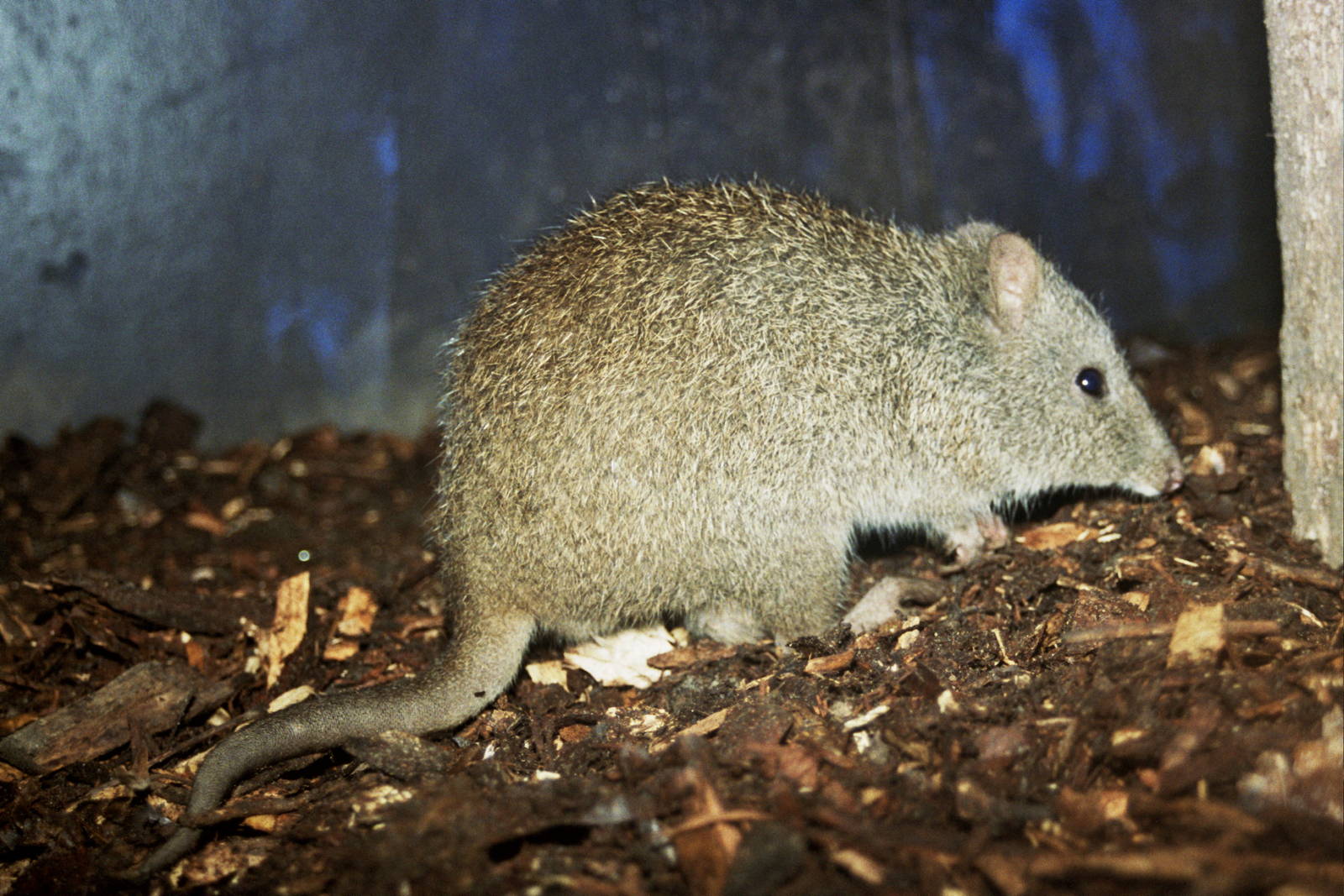 Currumbin Wildlife Sanctuary 2007