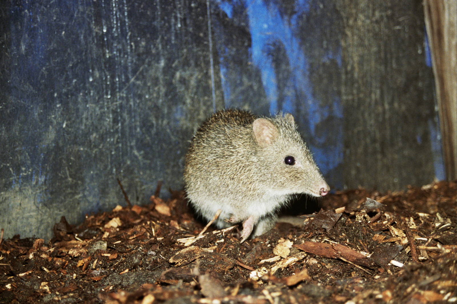 Currumbin Wildlife Sanctuary 2007