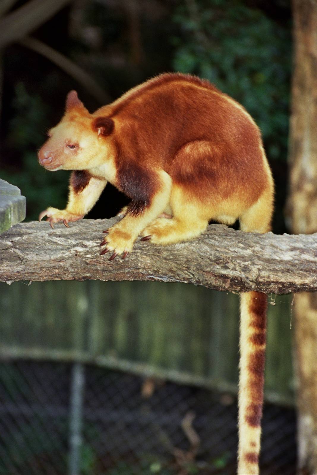 Currumbin Wildlife Sanctuary 2007