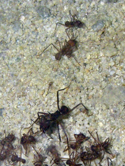 Curuhuinsi Leafcutter Ants (Atta sexdens)