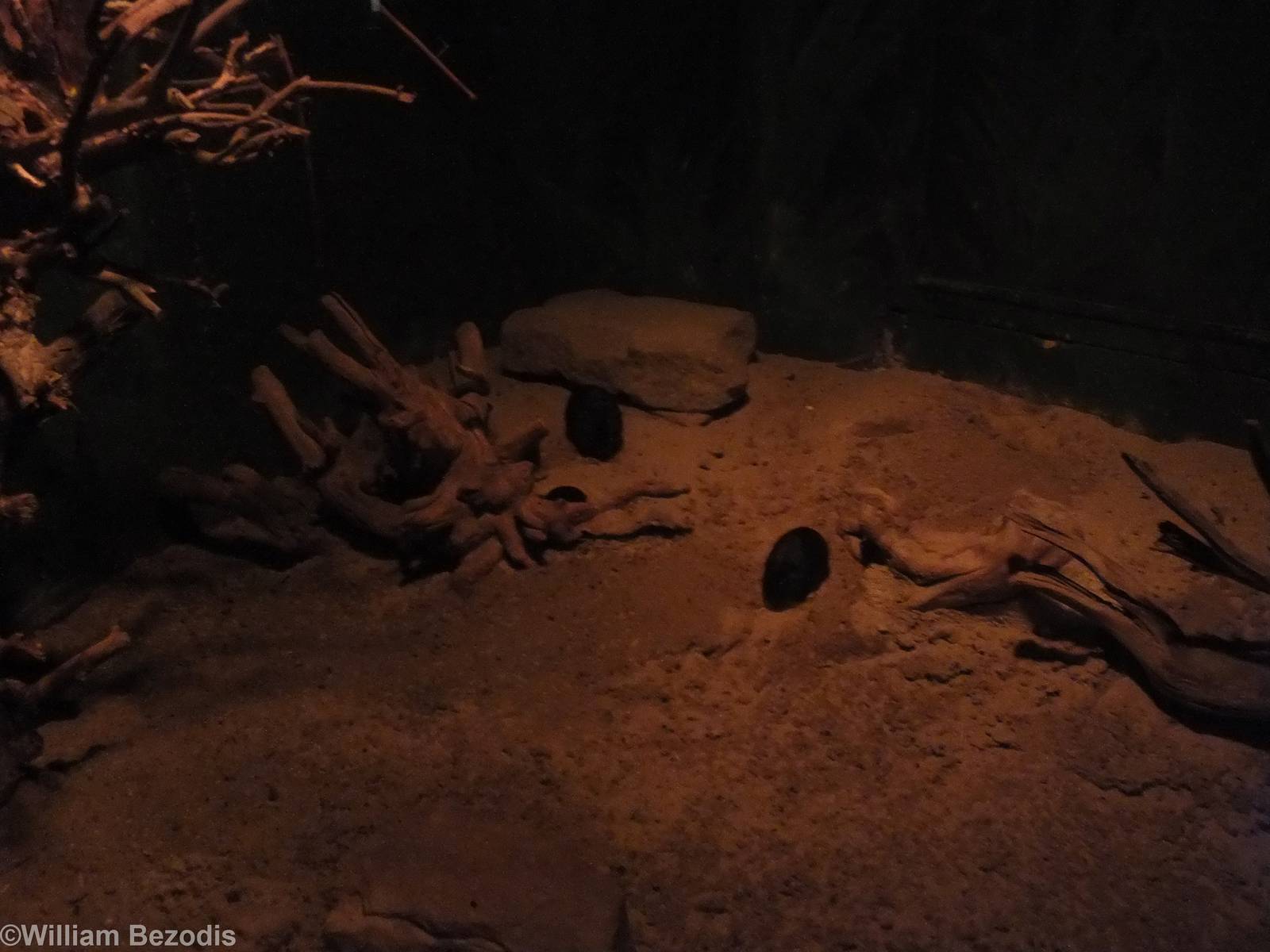 Cururos and Enclosure