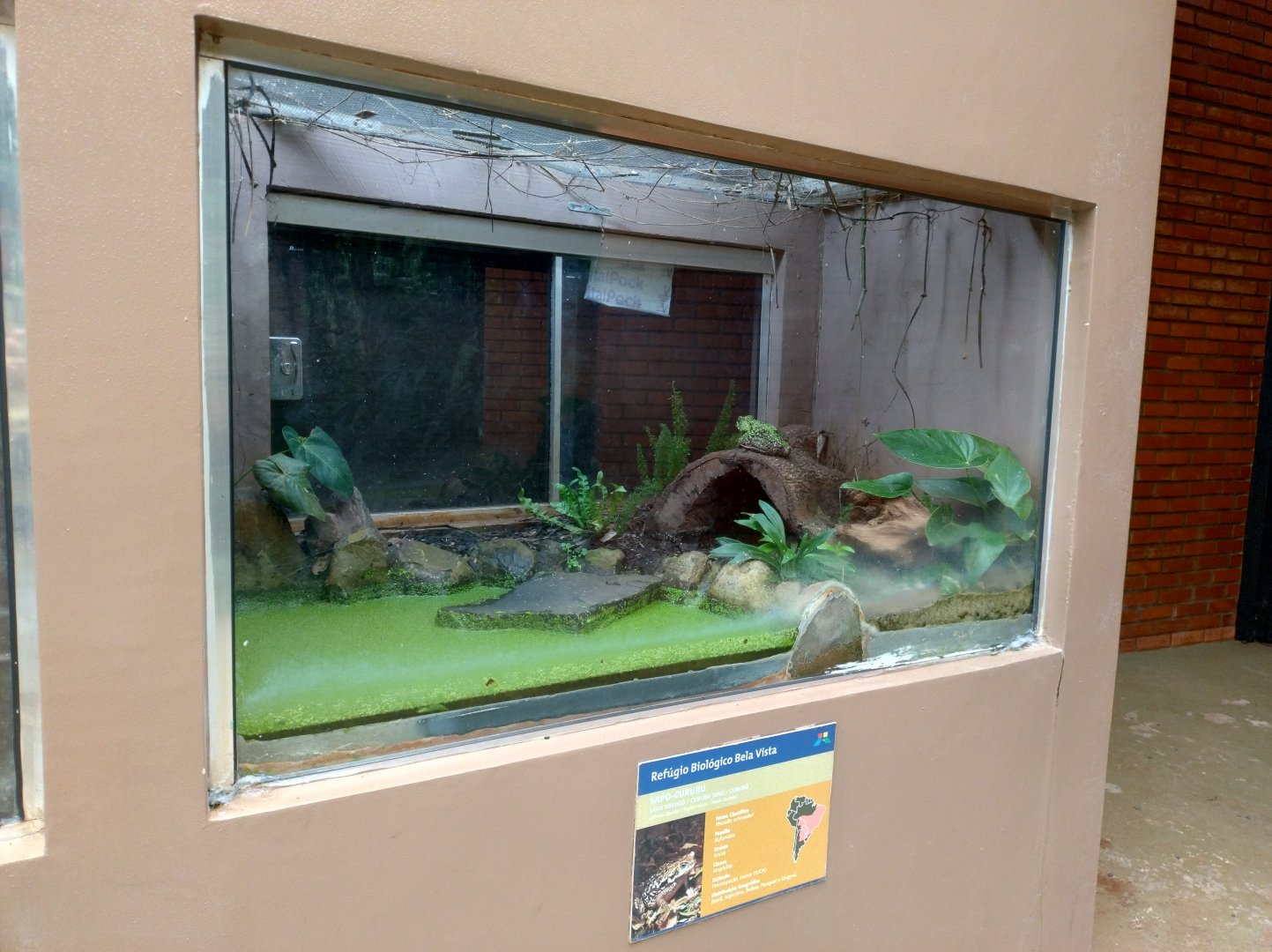 Cururu toad exhibit - RBBV (ZRRL)
