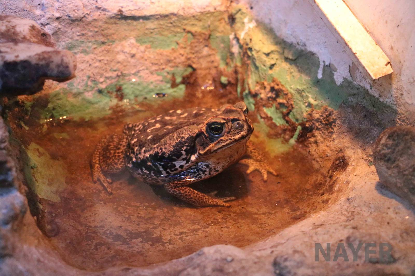 Cururu toad, Serpentario Machaqway - April 2016.